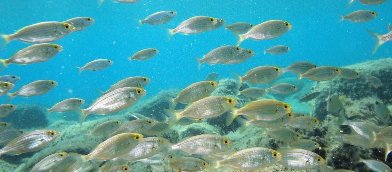 Γιατί «μεταναστεύουν» τα ψάρια;